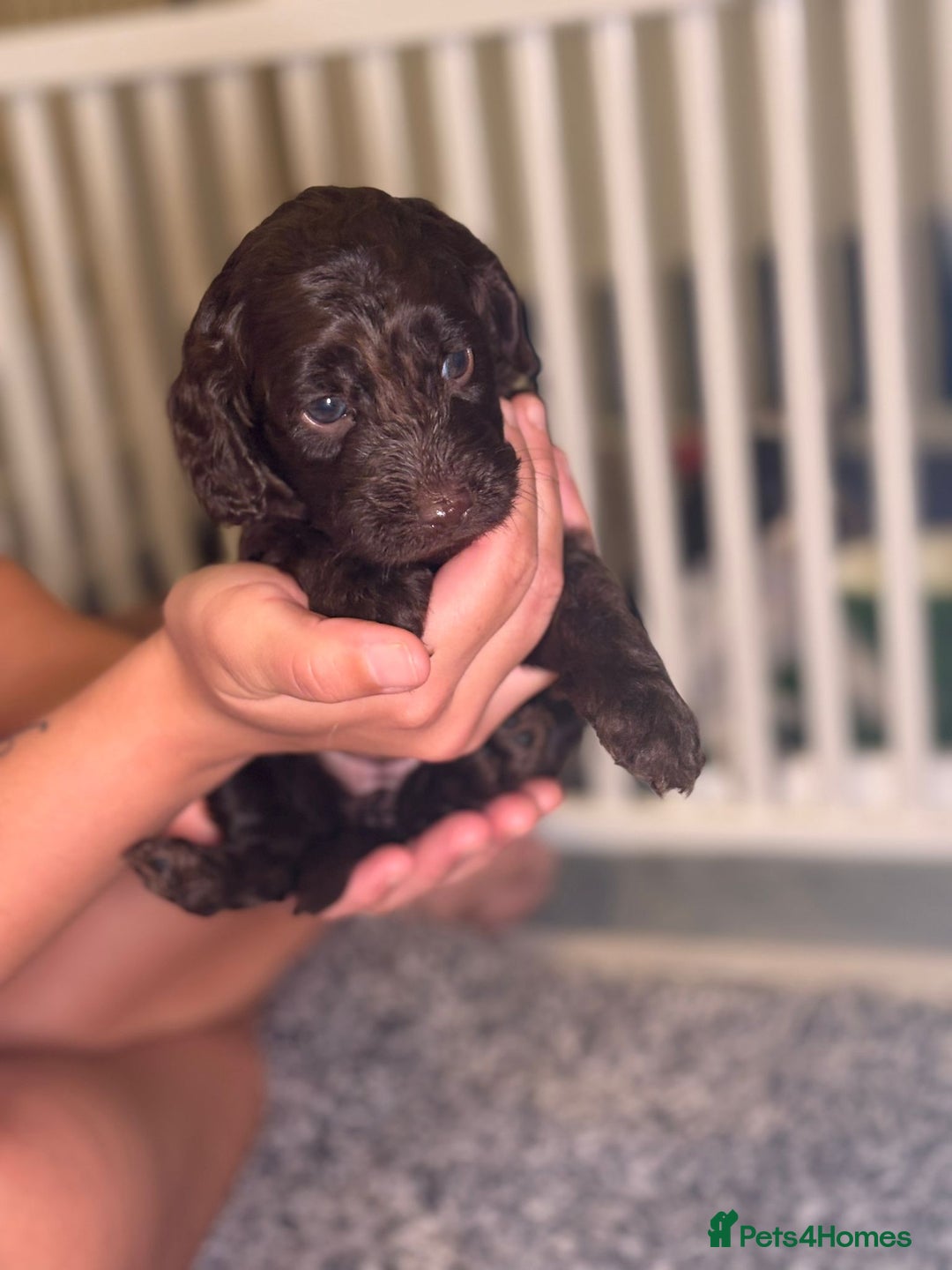 Cockapoo dogs for sale: Ready to leave Minature F1 PRA clear cockapoo pups - Image 22