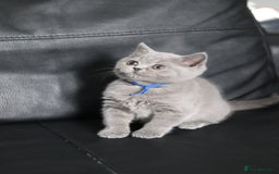 British Shorthair cats for sale: ✨️Outstanding GCCF Grand Chmp Line BSH ❤️ - Image 2