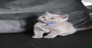 British Shorthair cats - Advert 4