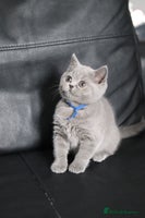 British Shorthair cats - Advert 13