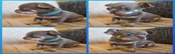 Chihuahua dogs for sale: Lilac and cream chihuahua puppys in Thirsk - Advert 2