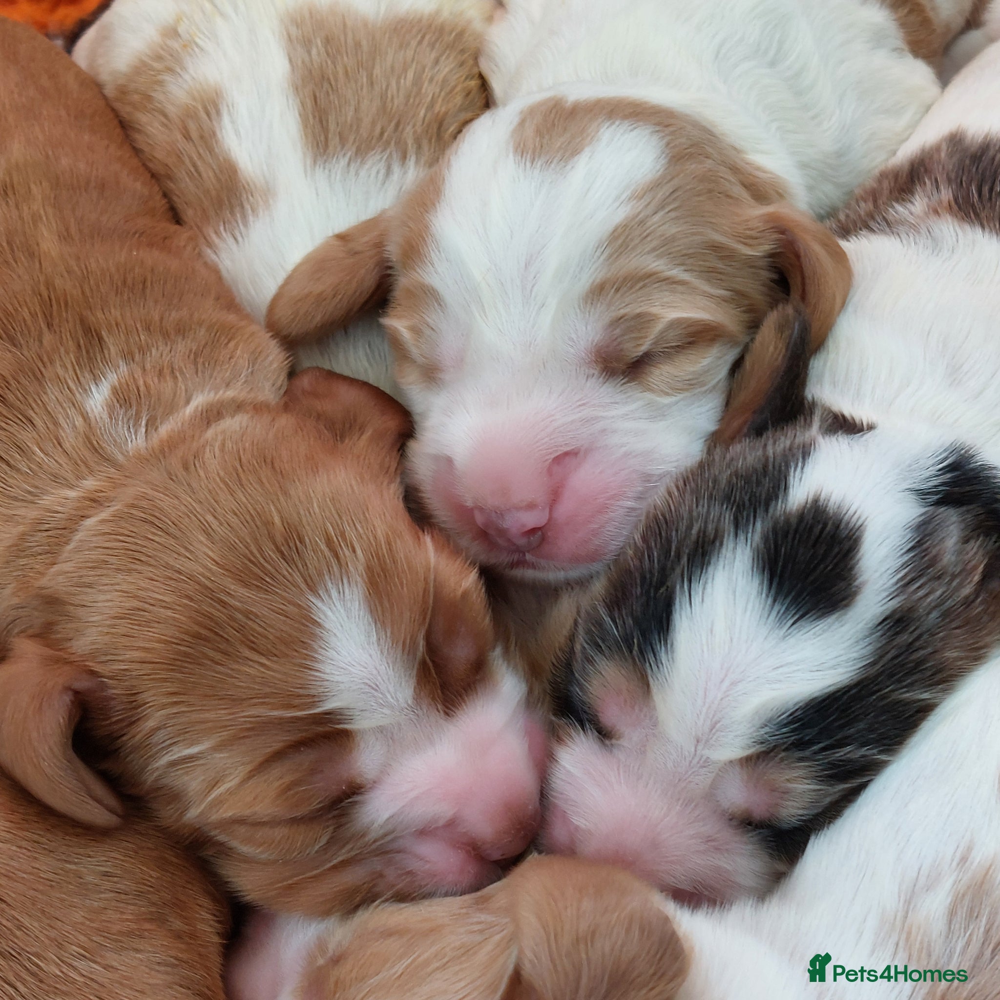 Cocker Spaniel dogs Beautiful kc registered show cocker spaniels  - Advert 13