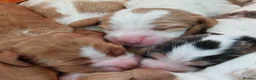 Cocker Spaniel dogs for sale: kc show cocker spaniels  - Advert 6