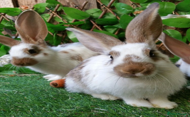 Continental Giant rabbits - Advert 2