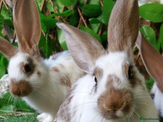 Continental Giant rabbits - Advert 37