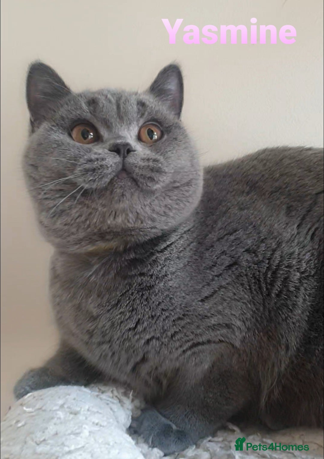 British Shorthair cats for sale: Closing of BSH cattery, 50% discount  - Image 6