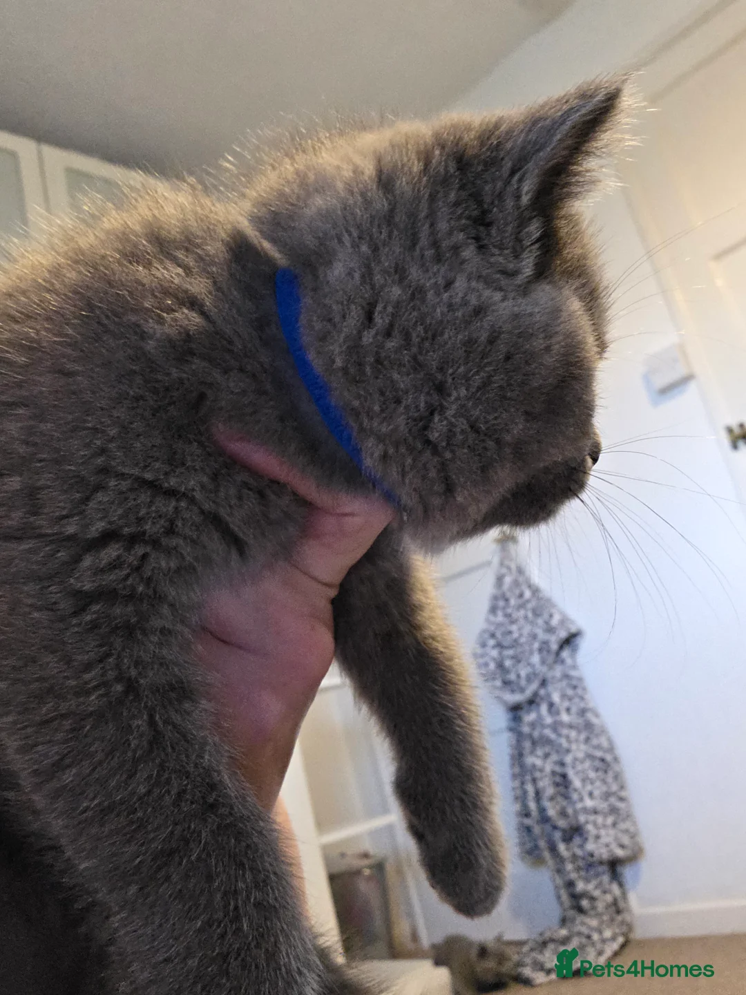 British Shorthair cats for sale: 🐱BRITISH SHORTHAIR🐱 - Advert 10