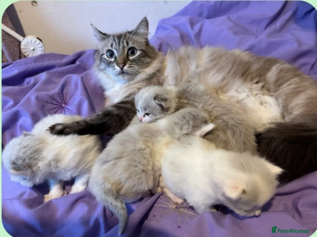 Mixed Breed cats for sale: Ragdoll/Ragdoll-Siamese Beautiful Kitten + chip - Advert 2