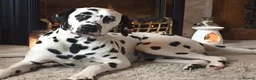 Dalmatian dogs for sale: KEEKEEDALS. Est 14yrs.  - Advert 7