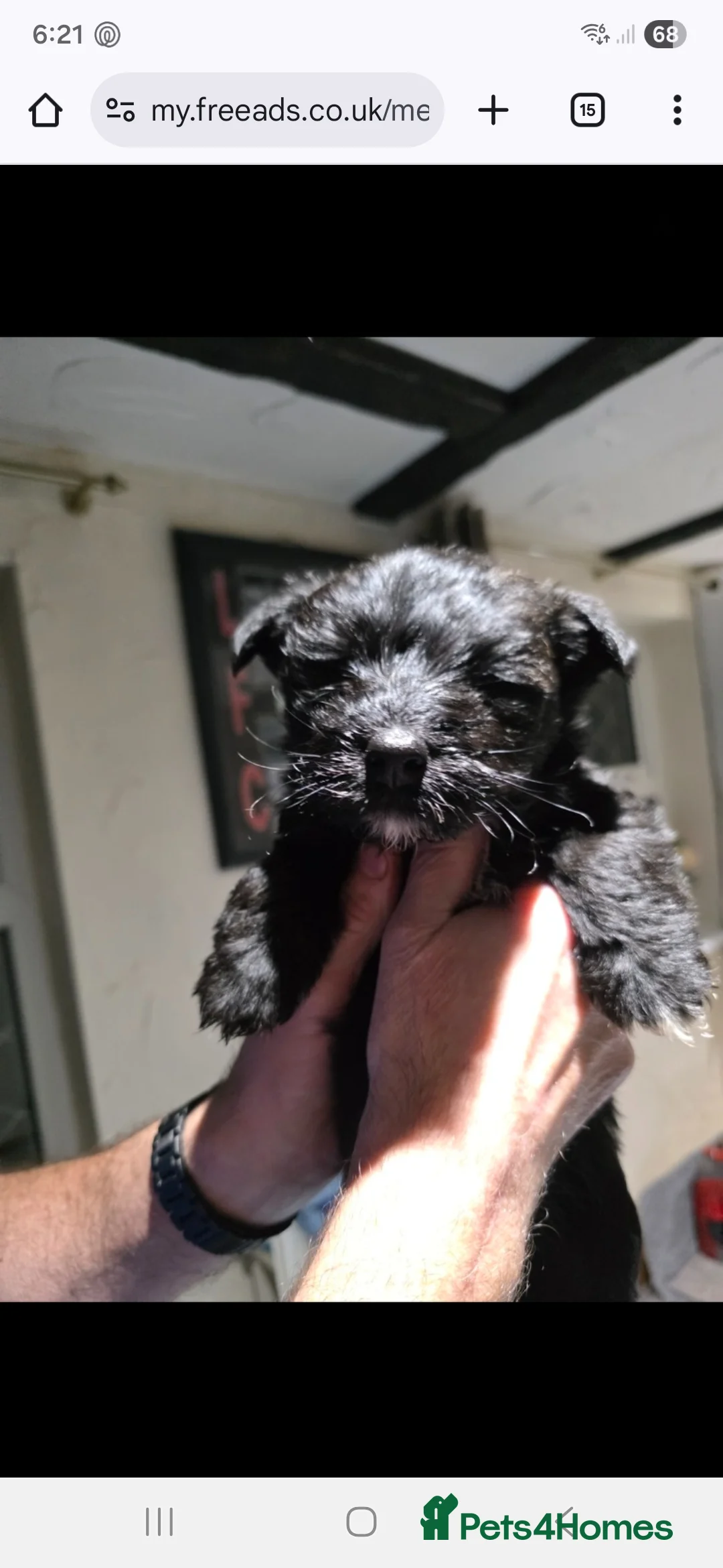Mixed Breed dogs for sale: Scoland terrier  - Advert 13