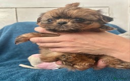 Shih Tzu dogs for sale: Beautiful Shih-zu puppies mixed colours ready soon - Image 6