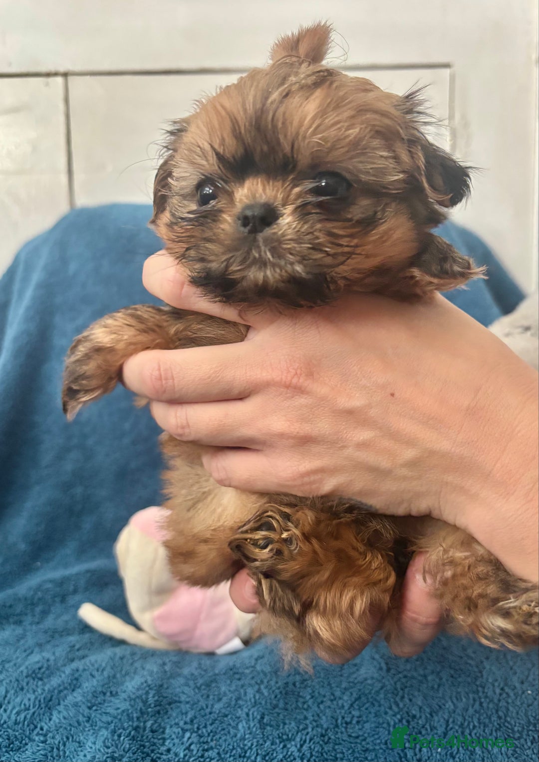 Shih Tzu dogs for sale: Beautiful Shih-zu puppies mixed colours ready soon - Image 6