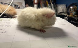 Guinea Pig rodents for sale: 2 baby Guinea pigs for sale  - Image 5