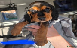 Bocker dogs for sale: 7x Bocker pups (born 22/06/2025) - Image 26