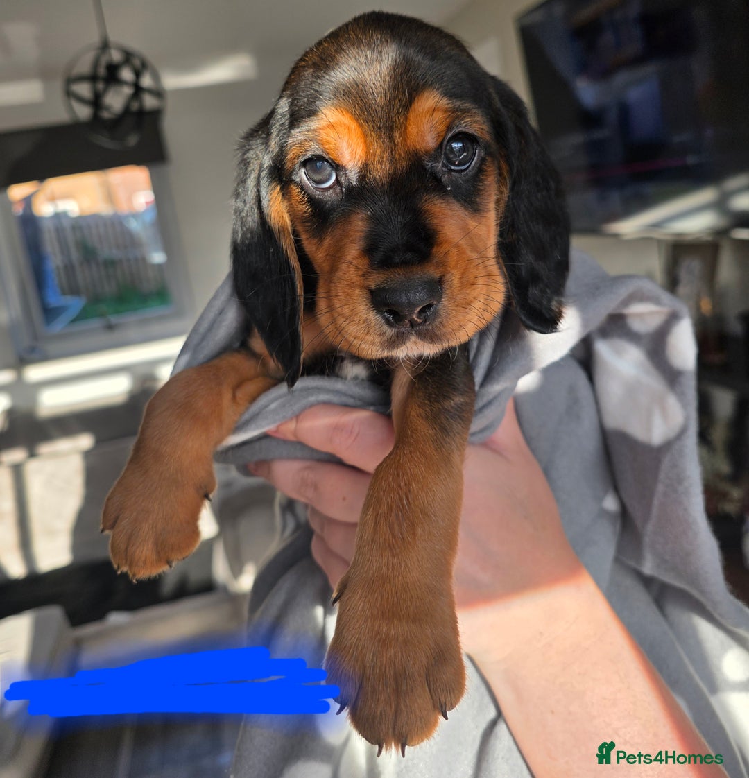 Bocker dogs for sale: 7x Bocker pups (born 22/06/2025) - Image 26
