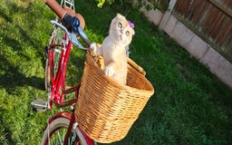 Scottish Fold cats for sale: READY NOW-TICA-SCOTTISH FOLD GIRL  - Image 18