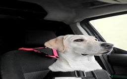 Labrador Retriever dogs for sale: Skye 18 months old looking for her forever home. - Image 1