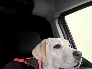 Labrador Retriever dogs - Advert 18