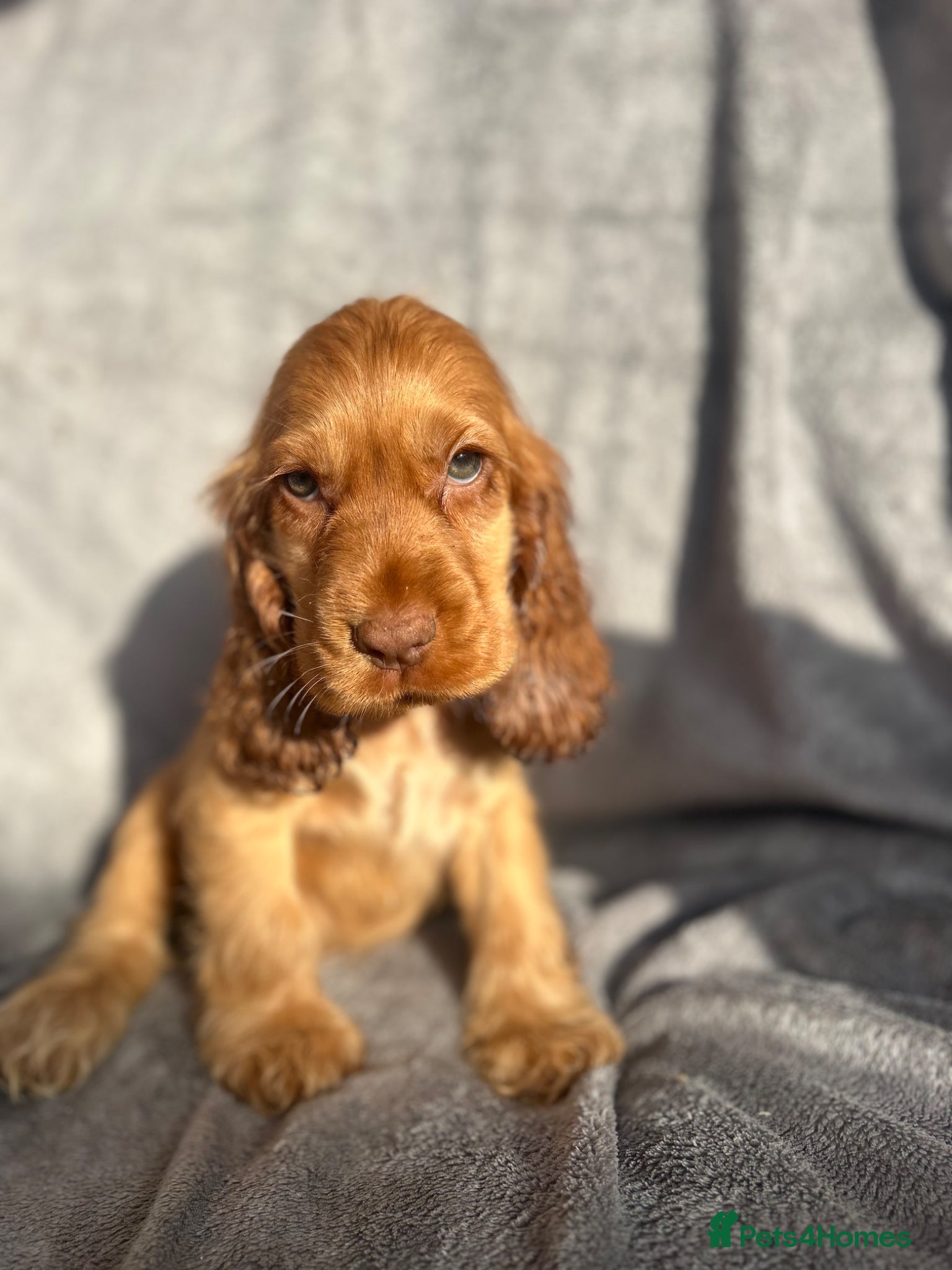 Cocker Spaniel dogs Show Cocker Spaniels ready to leave soon! - Advert 15