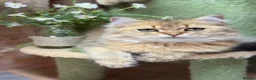 British Longhair cats for sale: Stunning British Longhair kittens  - Advert 12