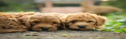 Cockapoo dogs for sale: Cockapoo pups ready to go  in Launceston - Advert 1
