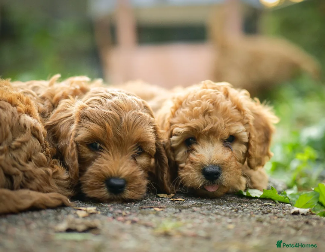 Cockapoo dogs for sale: Cockapoo pups ready to go  in Launceston - Advert 1