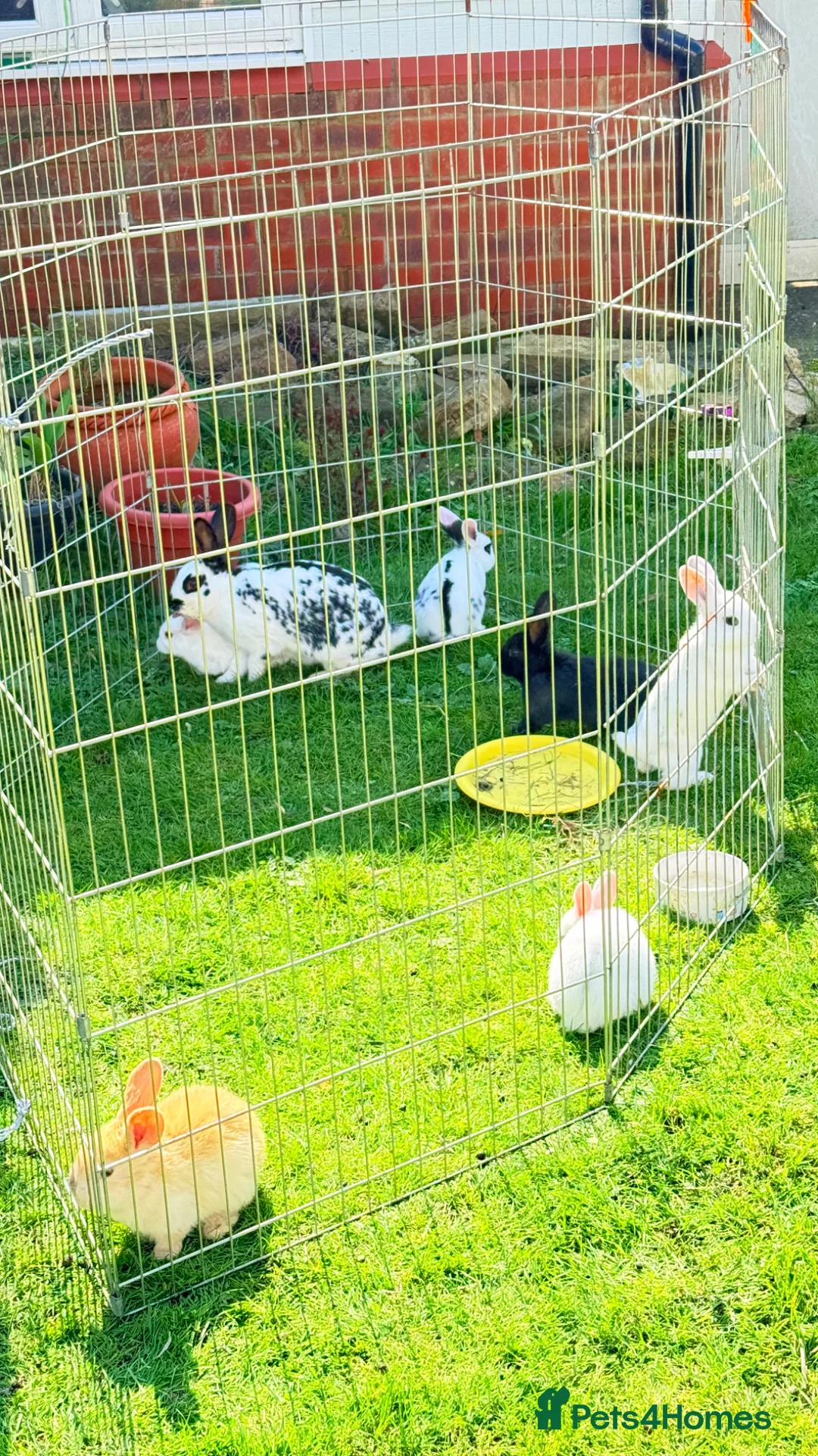 Mixed Breed rabbits for sale: Beautiful Bunnies for sale in Maidstone - Advert 2