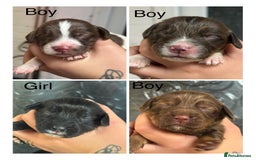 Cocker Spaniel dogs for sale: Healthy Loving Cocker Spaniels  - Image 1