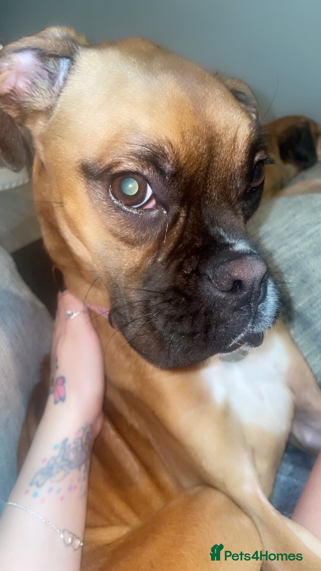 Boxer dogs for sale: Boxer puppy 9 months old - Advert 3