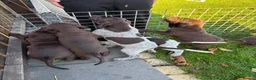 German Shorthaired Pointer dogs for sale: German Shorthaired Pointer puppies  - Advert 22