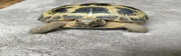 Tortoise reptiles for sale: Female Horsefield tortoise  in Halifax - Advert 5