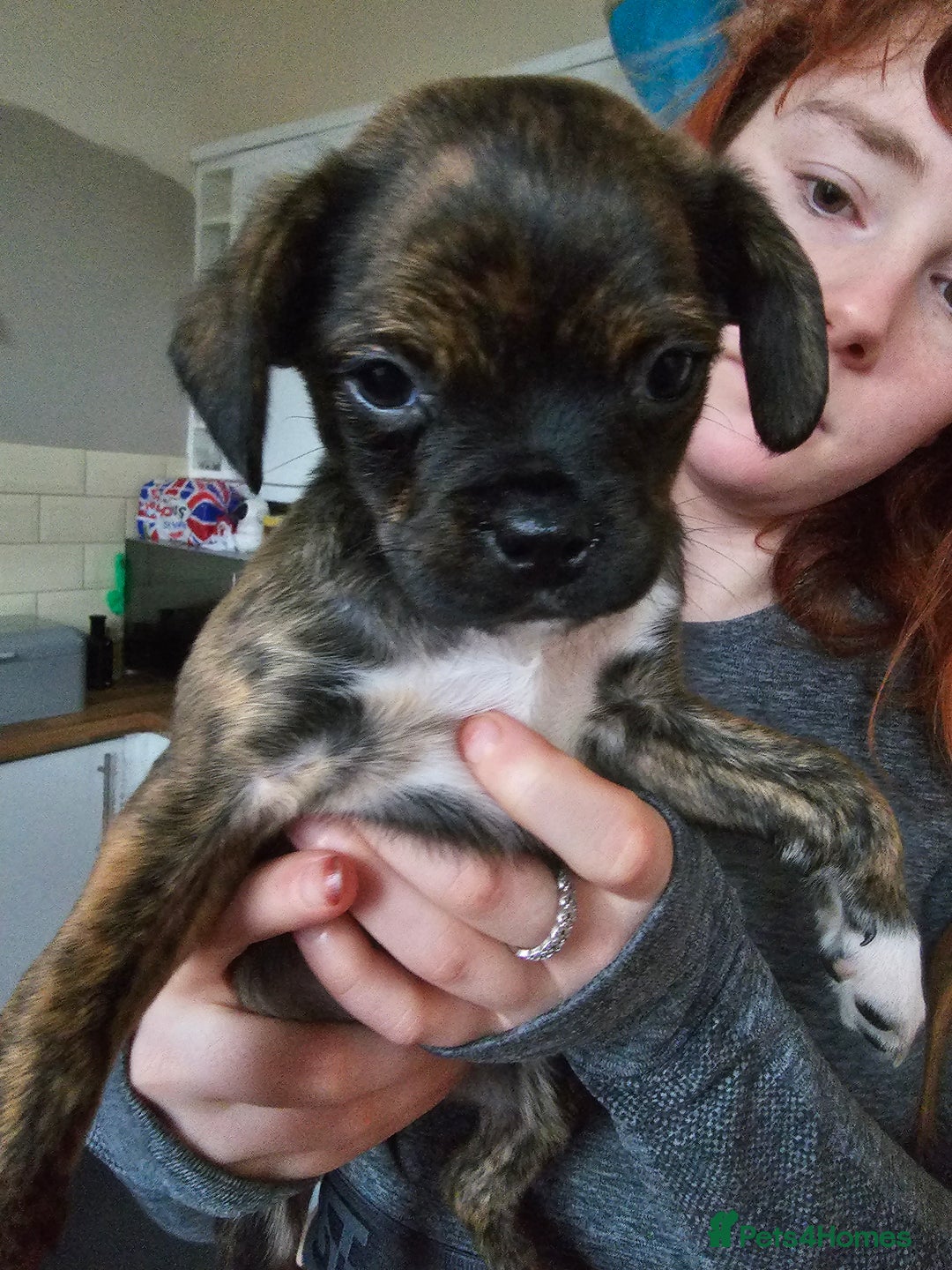 Mixed Breed dogs for sale: Staffy cross puppies  - Advert 1