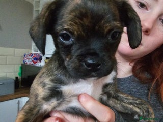 Mixed Breed dogs Staffy cross puppies - Advert 1