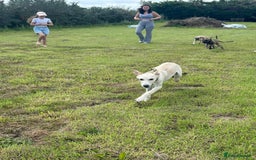 Mixed Breed dogs for adoption: Meatball - Norwich Norfolk  - Image 12