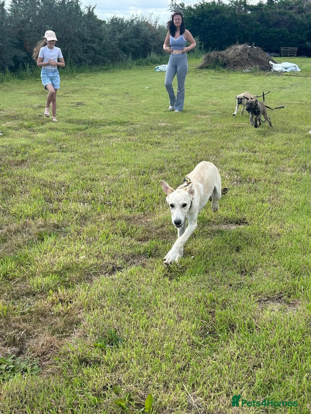 Mixed Breed dogs for adoption: Meatball - Norwich Norfolk  - Image 12