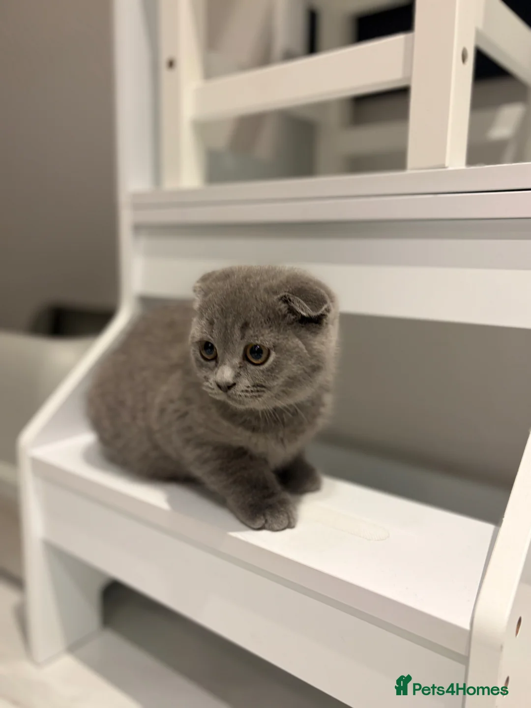 Scottish Fold cats for sale: Beautiful Scottish fold kitten - boy  - Advert 7