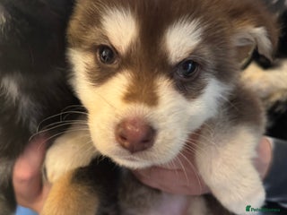 Mixed Breed dogs Alaskan malamute x German shepherd puppies - Advert 13