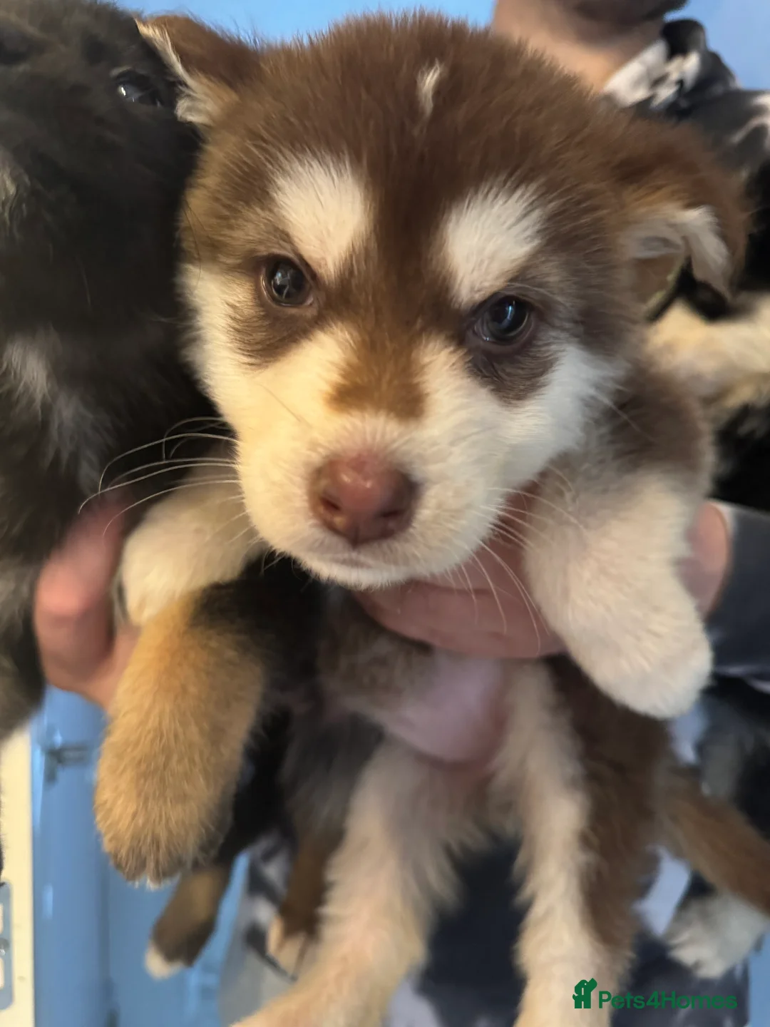 Mixed Breed dogs for sale: German shepherd x malamute puppies  - Advert 2