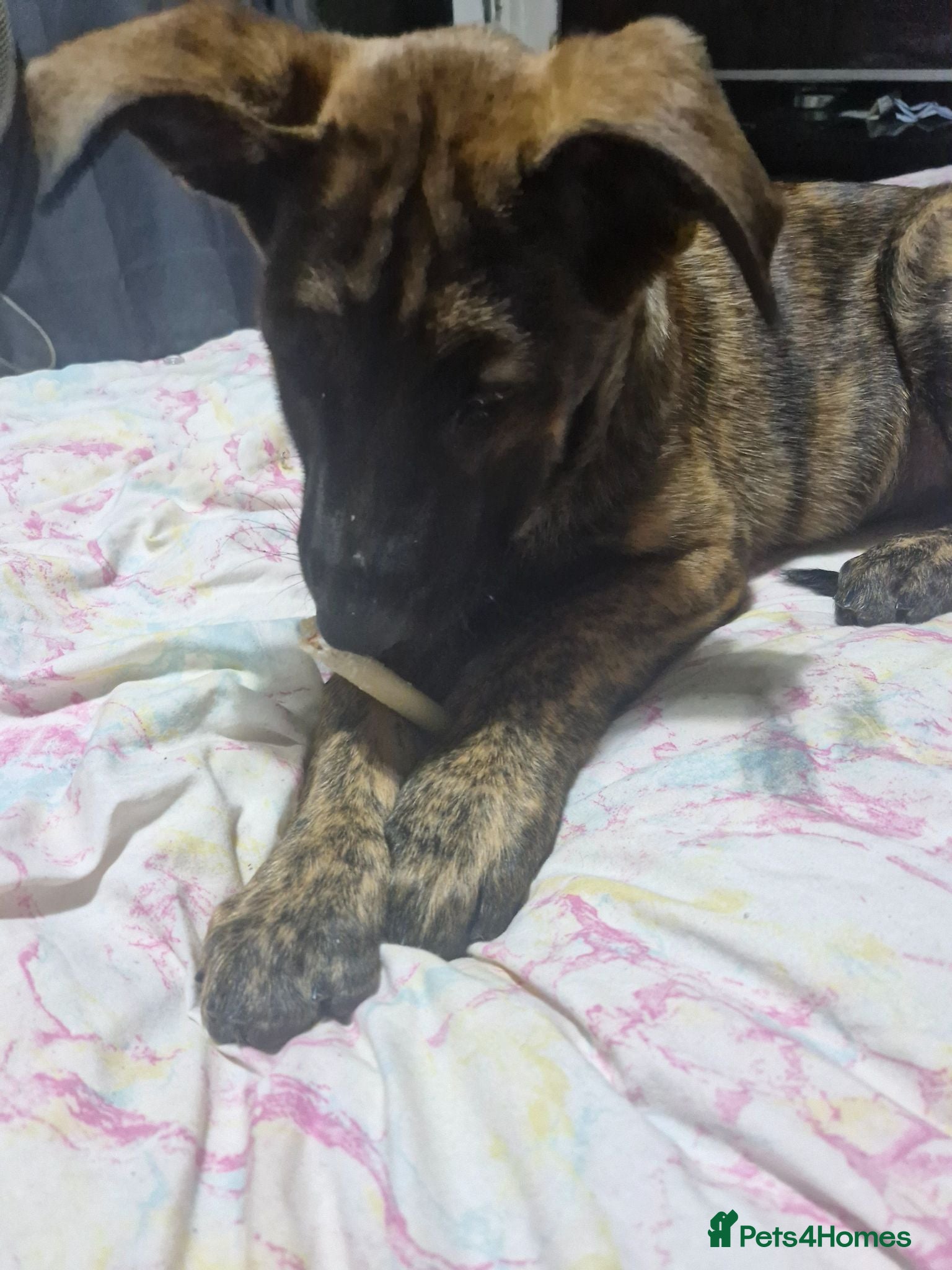 Mixed Breed dogs 7 months old dog for sale  - Advert 10