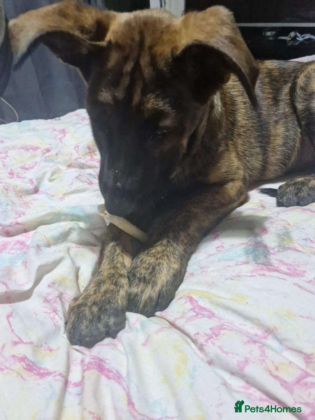 Mixed Breed dogs for sale: 7 months old dog for sale  in Middlesbrough - Advert 1