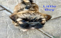 Lhasa Apso dogs for sale: Two Adorable KC Reg Puppies GPRA4 Clear - Image 3