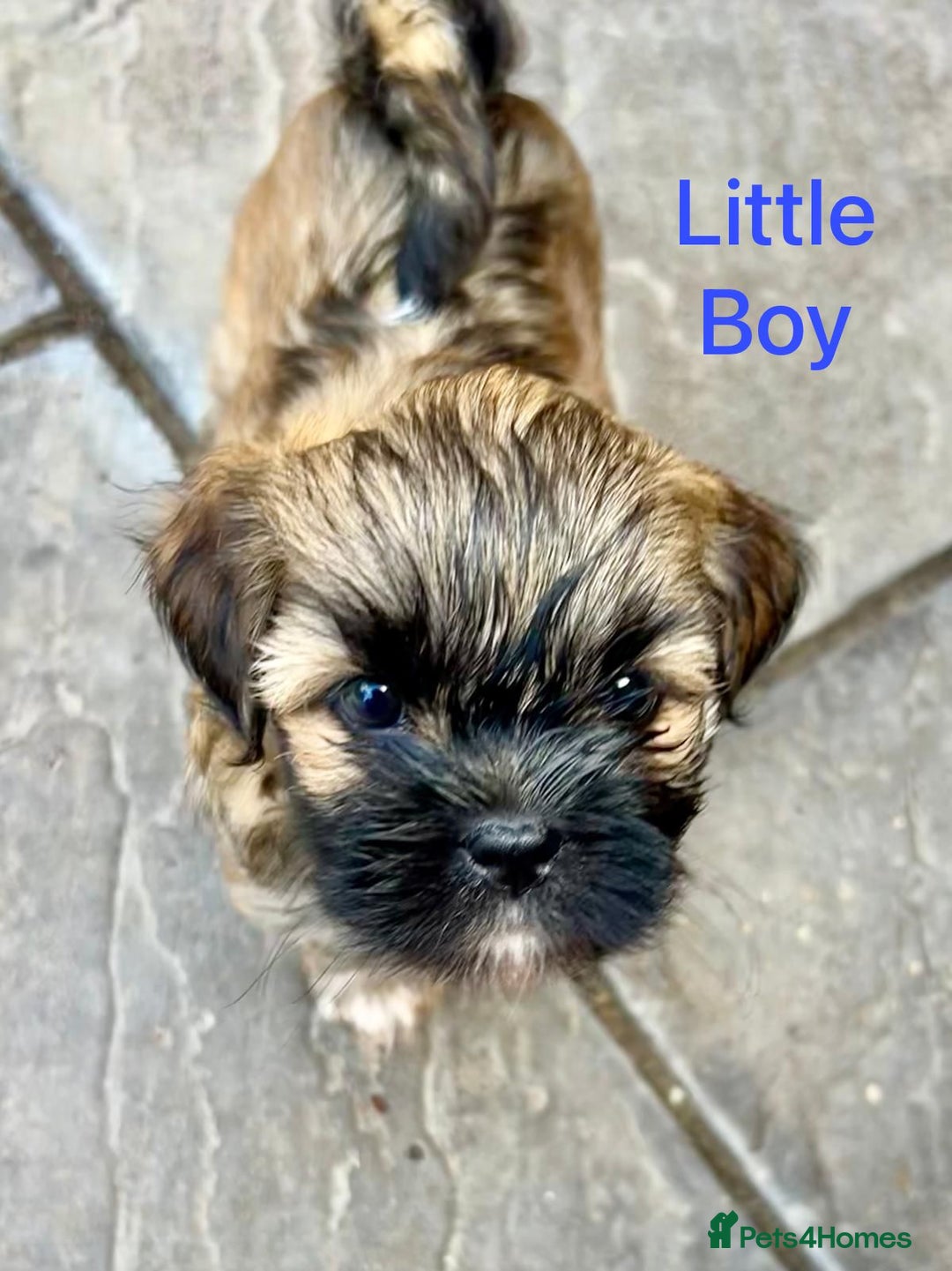 Lhasa Apso dogs for sale: Two Adorable KC Reg Puppies GPRA4 Clear - Image 3