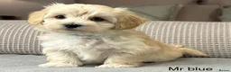 Maltipoo dogs for sale: A BEAUTIFUL ARRAY OF COLOURS AND LOVELINESS  - Advert 26