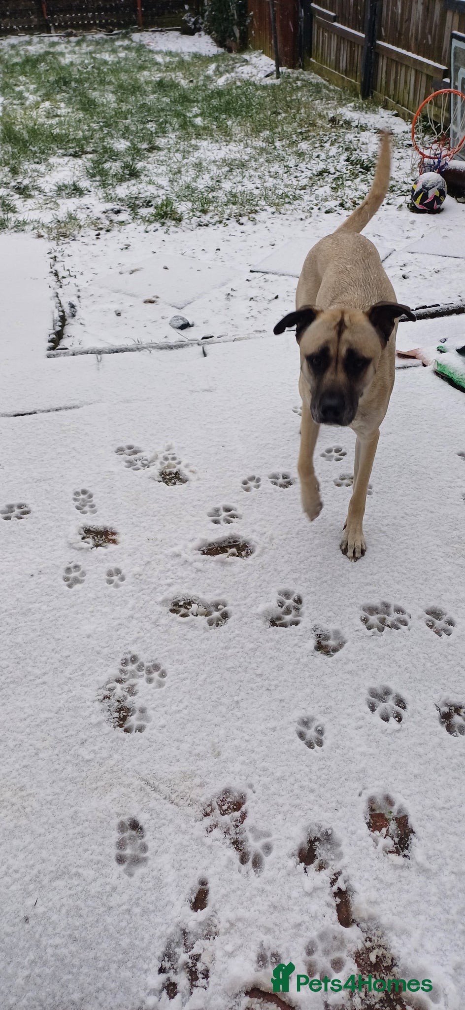 Mixed Breed dogs 1 year old Turkish Kangal  - Advert 6
