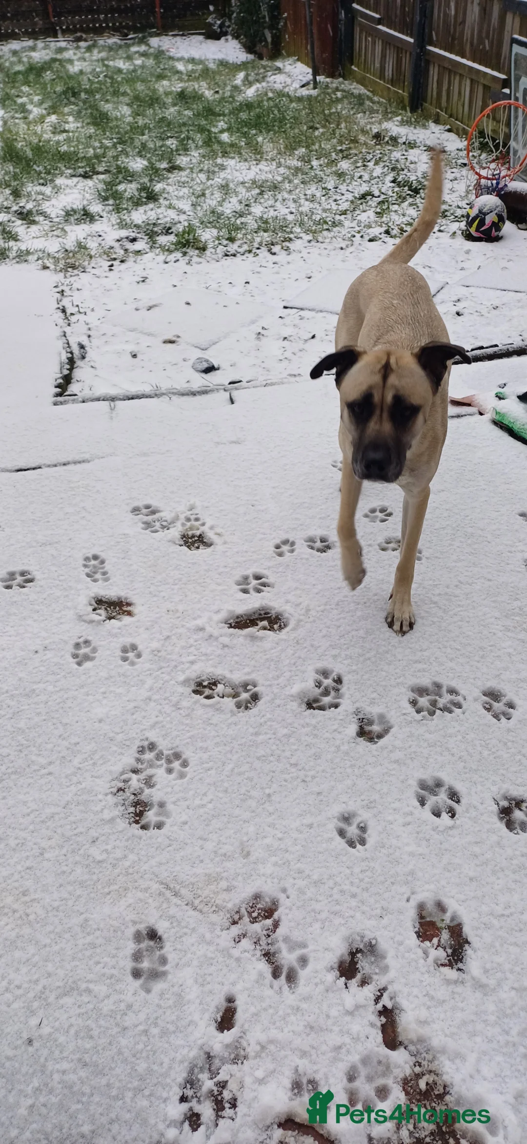 Mixed Breed dogs for sale: 1 year old Turkish Kangal  - Advert 1