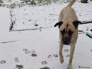 Mixed Breed dogs 1 year old Turkish Kangal - Advert 6