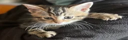 Mixed Breed cats for sale: Kittens in Cumnock - Advert 3