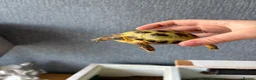 Hermann Tortoise reptiles for sale: Tortoise  in Leeds - Advert 5