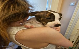 Staffordshire Bull Terrier dogs for sale: Staffordshire bull terrier puppy  - Image 8