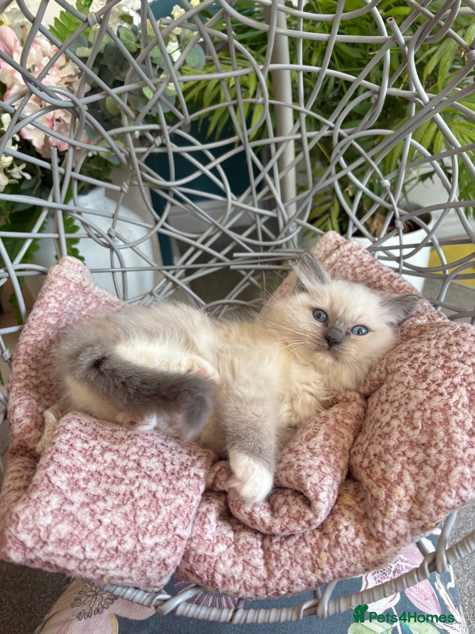 Ragdoll cats TICA & GCCF ragdoll kittens - Advert 2